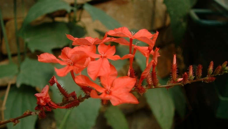 Cây Đuôi công hoa đỏ. Plumbago indica L. - Cây Thuốc Nam Quanh Ta